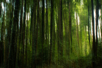 View of trees in forest