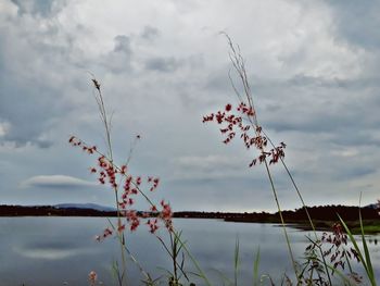 Plants by lake against sky