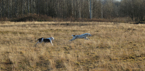 Horses in a field