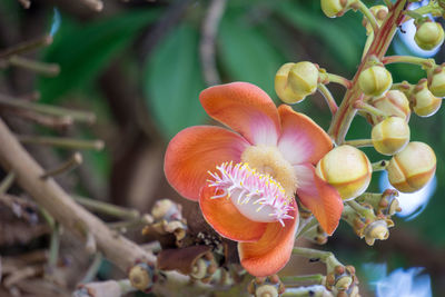 Close-up of flowering plant