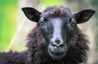 Close-up portrait of black sheep