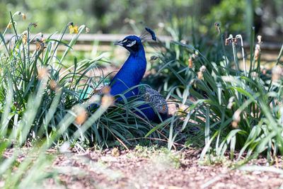 Peacock in a field