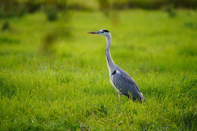 High angle view of gray heron on field