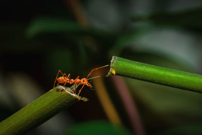 Close-up of insect on leaf