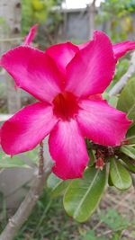 Close-up of pink flower