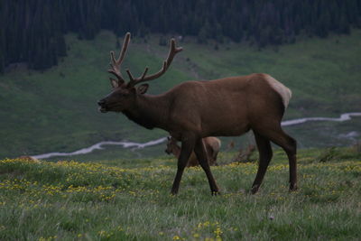 Deer standing on field