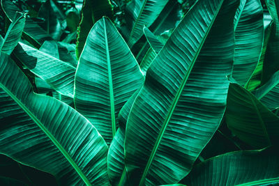 Closeup nature view of tropical banana leaf background, dark green wallpaper concept.