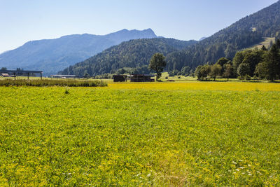 Scenic view of field against clear sky