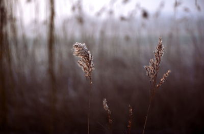 Close-up of dried plant on field