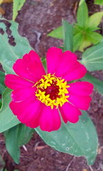 Close-up of pink flower blooming outdoors