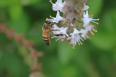 Close-up of bee pollinating on flower