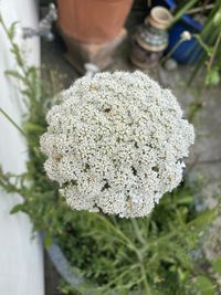 Close-up of white flowering plant on field
