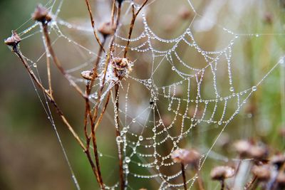 Close-up of spider on web