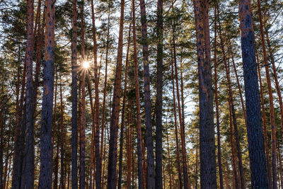 Low angle view of pine trees in forest