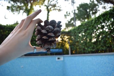 Close-up of hand holding pine cone against trees