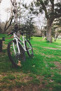 Trees on grassy field