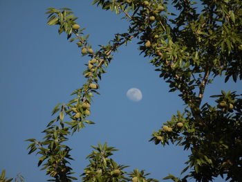 Low angle view of tree against blue sky