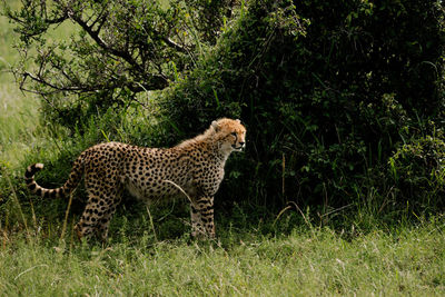 animal