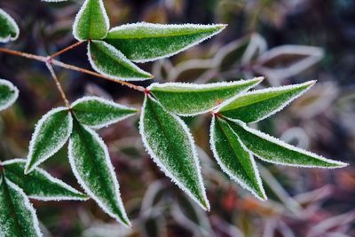 Close-up of fresh green plant