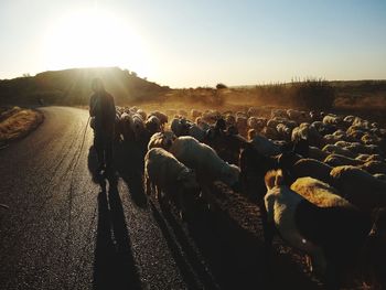 Panoramic view of people on road during sunset