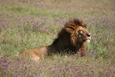 View of cat on grassy field