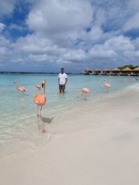 Man standing with flamingoes on beach