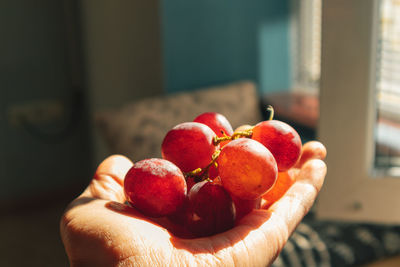 Bunch of red grapes in hand with warm sun light.