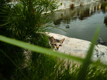 Portrait of lizard in a lake