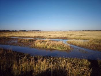 Scenic view of field against clear sky