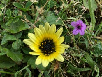 High angle view of yellow flower blooming outdoors