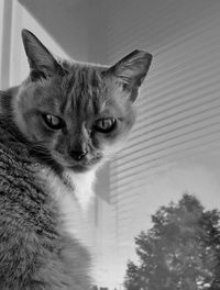 Close-up portrait of a cat