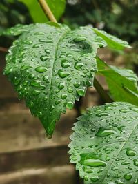 Close-up of raindrops on leaves