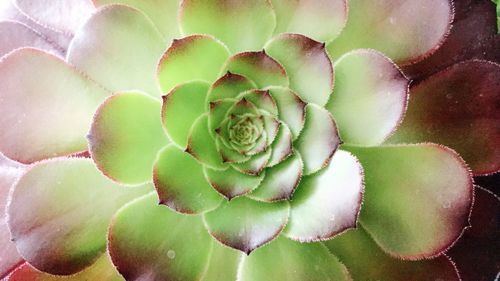 Full frame shot of succulent plant