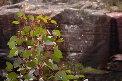Close-up of yellow flowering plant leaves on field