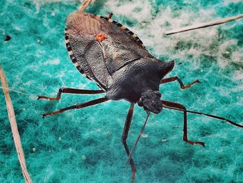 High angle view of insect on water