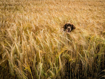 Springer spaniel amidst crops on field