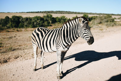 Zebra standing on field