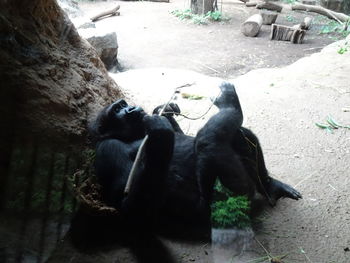 High angle view of a dog at zoo