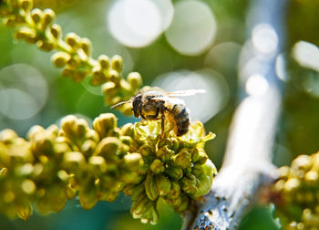 Close-up of bee pollinating on flower