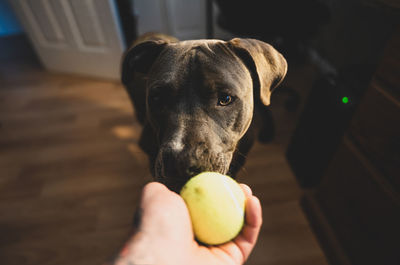 Close-up of hand holding dog on floor