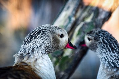 Close-up of duck