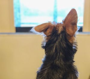 Close-up of a dog looking away