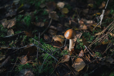 Close-up of mushroom growing on field