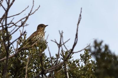 Low angle view of bird perching on branch