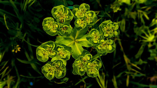 Close-up of yellow flowering plant