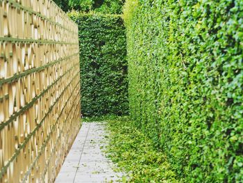 Footpath amidst plants on field