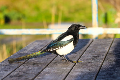 Close-up of bird perching on wood