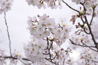 Low angle view of cherry blossoms in spring
