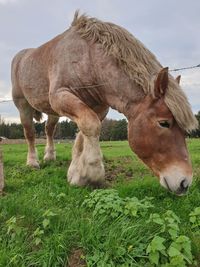 Horse grazing in field against sky