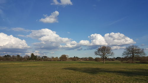 Distance shot of trees on countryside landscape